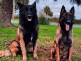 À vendre : 6 chiots femelles Bergers Belges Tervuerens LOF, de septembre 2023