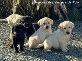 Chiots Labrador LOF de septembre 2023 disponibles à la vente