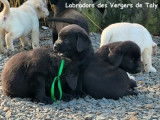 Chiots Labrador LOF de septembre 2023 disponibles à la vente
