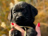 Chiots Labrador LOF de septembre 2023 disponibles à la vente