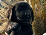 Chiots Labrador LOF de septembre 2023 disponibles à la vente