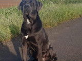 Mâle Cane Corso disponible pour saillie