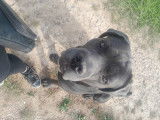 Mâle Cane Corso disponible pour saillie