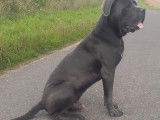 Mâle Cane Corso disponible pour saillie