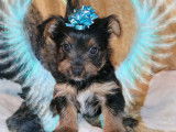 ChiotYorkshire Terrier &agrave; vendre