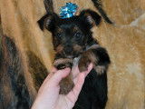 ChiotYorkshire Terrier &agrave; vendre