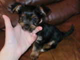 ChiotYorkshire Terrier &agrave; vendre