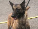4 chiots mâles Bergers Belges Malinois LOF, d’avril 2023, à vendre