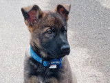 4 chiots mâles Bergers Belges Malinois LOF, d’avril 2023, à vendre