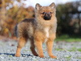 Deux chiots Spitz Allemands Nains LOF, de juin 2023, à vendre