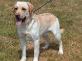 &Agrave; vendre : un chien Labrador LOF, de juin 2021