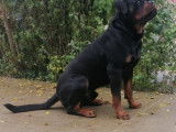 Mâle Rottweiller LOF et confirmé disponible pour saillie