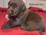 4 chiots Labrador Retrievers chocolat LOF à réserver