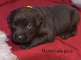 4 chiots Labrador Retrievers chocolat LOF à réserver