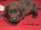 4 chiots Labrador Retrievers chocolat LOF à réserver