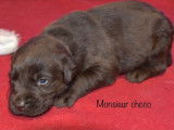 4 chiots Labrador Retrievers chocolat LOF à réserver