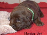 4 chiots Labrador Retrievers chocolat LOF à réserver