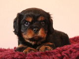 À réserver : deux chiots Cavaliers King Charles LOF noir et feu