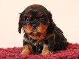 À réserver : deux chiots Cavaliers King Charles LOF noir et feu