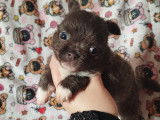 Magnifiques chiots Chihuahua à poil court à vendre