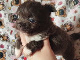 Magnifiques chiots Chihuahua à poil court à vendre