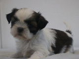 Des chiots Shih Tzu LOF disponibles à la vente