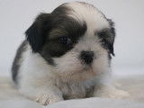 Des chiots Shih Tzu LOF disponibles à la vente