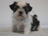 Des chiots Shih Tzu LOF disponibles à la vente