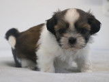 Des chiots Shih Tzu LOF disponibles à la vente
