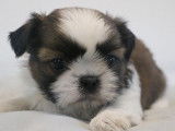 Des chiots Shih Tzu LOF disponibles à la vente