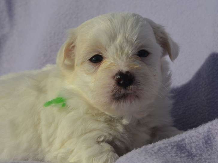 À réserver : des chiots Coton de Tuléar LOF