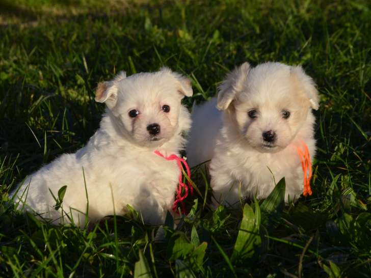 À réserver : des chiots Coton de Tuléar LOF