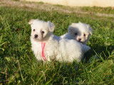 À réserver : des chiots Coton de Tuléar LOF