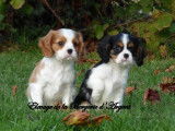 4 chiots Cavaliers King Charles LOF à la vente