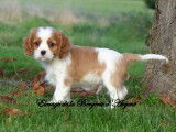 4 chiots Cavaliers King Charles LOF à la vente