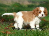 4 chiots Cavaliers King Charles LOF à la vente