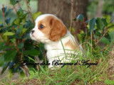 4 chiots Cavaliers King Charles LOF à la vente