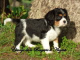 4 chiots Cavaliers King Charles LOF à la vente