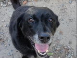À donner : chienne de 11 ans