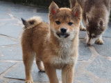Des chiots Shiba Inus LOF à vendre