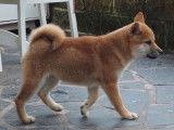 Des chiots Shiba Inus LOF à vendre
