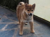 Des chiots Shiba Inus LOF à vendre