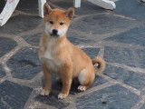 Des chiots Shiba Inus LOF à vendre
