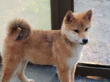 Des chiots Shiba Inus LOF à vendre