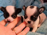 Des chiots mâles Chihuahuas LOF à réserver