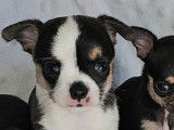 Des chiots mâles Chihuahuas LOF à réserver