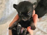 Des chiots mâles Chihuahuas LOF à réserver