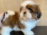 6 chiots Shih Tzu LOF disponibles à la vente