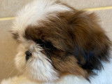 6 chiots Shih Tzu LOF disponibles à la vente