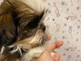 6 chiots Shih Tzu LOF disponibles à la vente